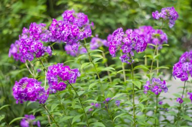 Bahçe Phlox. Pembe ve beyaz renk yaz Phloxes Phloxes Bir bahçede panikledi çiçek