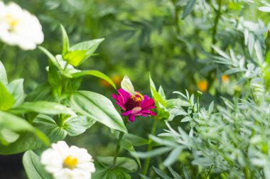 Küresel sarı Tagetes çiçekleri ya da bahçedeki bir çiçek tarhında yeşil çimenlerin arka planında Marigold.