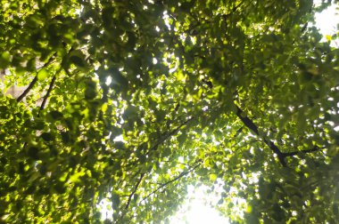 Güneşte yeşil yapraklar ve su etkisiyle bulanık ağaç yaprağı bahar arkaplanı. Seçici odak