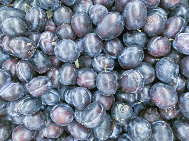 Olgun erikler. Birkaç yapraklı erik. Taze erikleri yakın çekim, üst manzara. Makro fotoğraf yiyeceği meyveli erik. Taze mavi eriklerin dokusu. Resimli meyve ürünü. D 'Agen Fransız eriği.