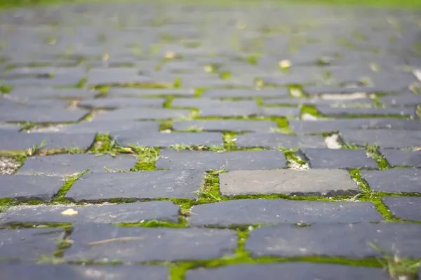 Abstract Background Old Cobblestone Pavement Road Green Moss Stone Pavement — Stock Photo, Image