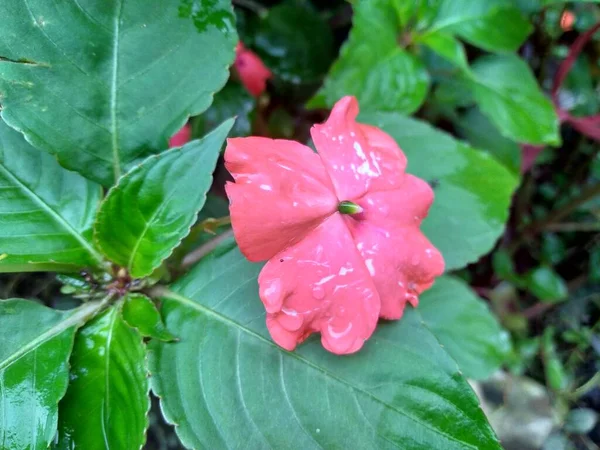 Primer Plano Flor Rosa Jardín Enfoque Selectivo Una Flor Rosa — Foto de Stock