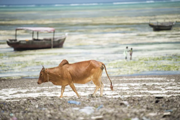 Zanzibar City Tanzania January 2019 잔지바르 해변을 자유롭게 돌아다니는 농장의 — 스톡 사진