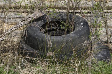 Eski kullanılmış lastik araba lastiği ham orman ekosistemine atılmış, çevre kirliliği.
