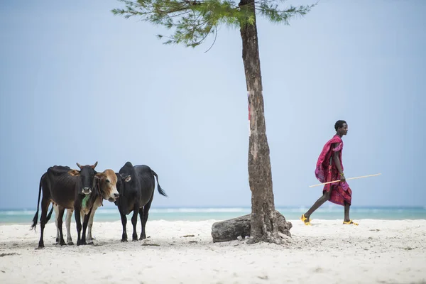 Zanzibar Tanzânia Janeiro 2022 Guerreiros Masai Vestidos Com Roupas Tradicionais — Fotografia de Stock