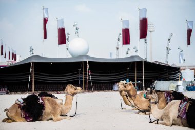 Doha, Katar-Şubat 01.2020: Katar 'ın başkenti Doha' daki Al Wakrah pazarında deve.