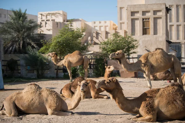Doha, Katar-Şubat 01.2020: Katar 'ın başkenti Doha' daki Al Wakrah pazarında deve.