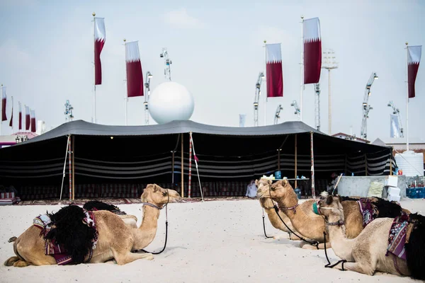 Doha, Katar-Şubat 01.2020: Katar 'ın başkenti Doha' daki Al Wakrah pazarında deve.