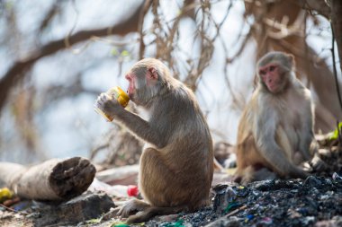 Katmandu, Nepal- 20 Nisan 2022 Kadim Swayambhunath tapınağındaki Rhesus Macaques maymunları.