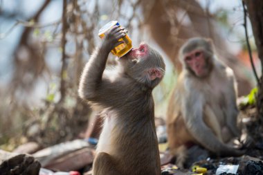 Katmandu, Nepal- 20 Nisan 2022 Kadim Swayambhunath tapınağındaki Rhesus Macaques maymunları.