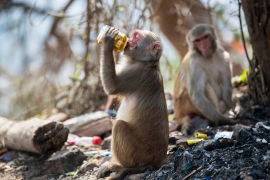 Katmandu, Nepal- 20 Nisan 2022 Kadim Swayambhunath tapınağındaki Rhesus Macaques maymunları.