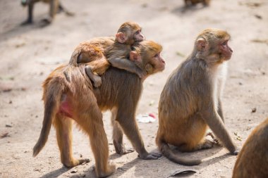 Katmandu, Nepal- 20 Nisan 2022 Kadim Swayambhunath tapınağındaki Rhesus Macaques maymunları.