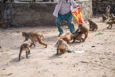 Katmandu, Nepal- 20 Nisan 2022 Kadim Swayambhunath tapınağındaki Rhesus Macaques maymunları.