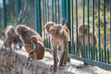 Katmandu, Nepal- 20 Nisan 2022 Kadim Swayambhunath tapınağındaki Rhesus Macaques maymunları.