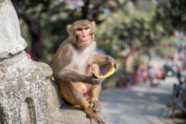 Katmandu, Nepal- 20 Nisan 2022 Kadim Swayambhunath tapınağındaki Rhesus Macaques maymunları.