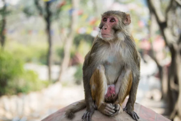 Kathmandu Nepal April 2022 Rhesus Macaques Apen Oude Stoepa Van — Stockfoto