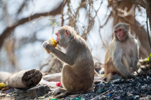 Katmandu, Nepal- 20 Nisan 2022 Kadim Swayambhunath tapınağındaki Rhesus Macaques maymunları.