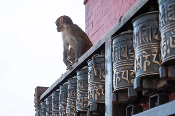 Kathmandu Nepal April 2022 Rhesus Macaques Monkeys Ancient Stupas Swayambhunath — стоковое фото