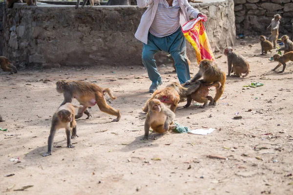 Katmandu, Nepal- 20 Nisan 2022 Kadim Swayambhunath tapınağındaki Rhesus Macaques maymunları.