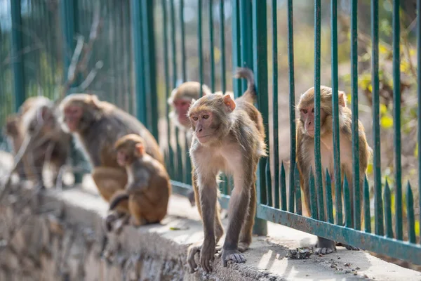 Katmandu, Nepal- 20 Nisan 2022 Kadim Swayambhunath tapınağındaki Rhesus Macaques maymunları.