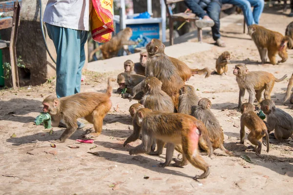 Katmandu, Nepal- 20 Nisan 2022 Kadim Swayambhunath tapınağındaki Rhesus Macaques maymunları.