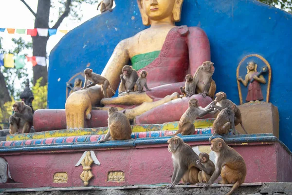 Katmandu Nepal Nisan 2022 Kadim Swayambhunath Tapınağındaki Rhesus Macaques Maymunları — Stok fotoğraf
