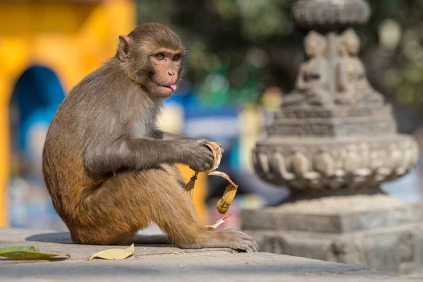 Katmandu, Nepal- 20 Nisan 2022 Kadim Swayambhunath tapınağındaki Rhesus Macaques maymunları.