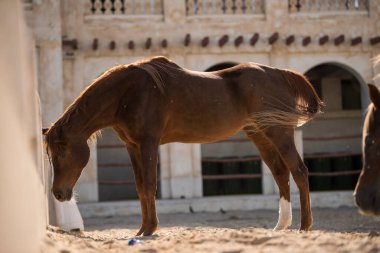 Doha, Katar, Mayıs 01.2022: Katar 'ın Doha kentindeki Waqif Çarşısında Arap atına bir bakış.