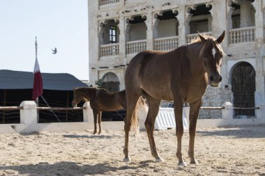 Doha, Katar, Mayıs 01.2022: Katar 'ın Doha kentindeki Waqif Çarşısında Arap atına bir bakış.
