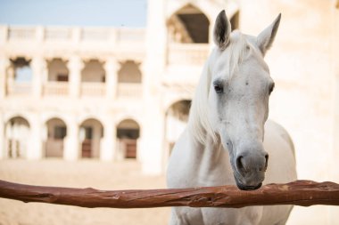 Doha, Katar, Mayıs 01.2022: Katar 'ın Doha kentindeki Waqif Çarşısında Arap atına bir bakış.