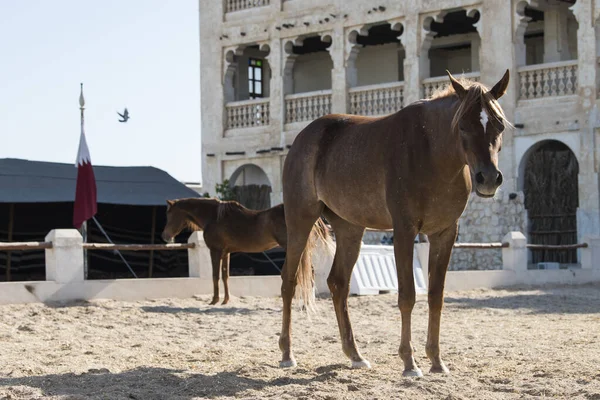 Doha Qatar Maio 2022 Vista Sobre Cavalo Árabe Antigo Mercado — Fotografia de Stock