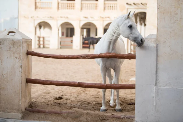 Doha, Katar, Mayıs 01.2022: Katar 'ın Doha kentindeki Waqif Çarşısında Arap atına bir bakış.