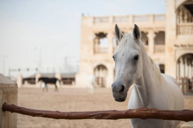 Doha, Katar, Mayıs 01.2022: Katar 'ın Doha kentindeki Waqif Çarşısında Arap atına bir bakış.