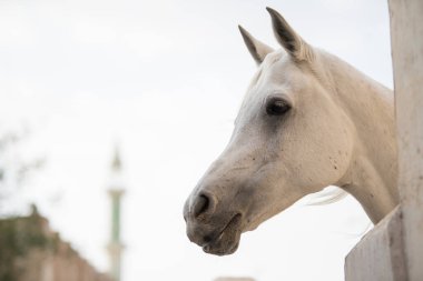 Doha, Katar, Mayıs 01.2022: Katar 'ın Doha kentindeki Waqif Çarşısında Arap atına bir bakış.