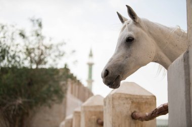 Doha, Katar, Mayıs 01.2022: Katar 'ın Doha kentindeki Waqif Çarşısında Arap atına bir bakış.