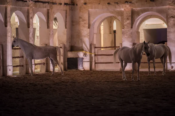 Doha Qatar Maio 2022 Vista Sobre Cavalo Árabe Antigo Mercado — Fotografia de Stock