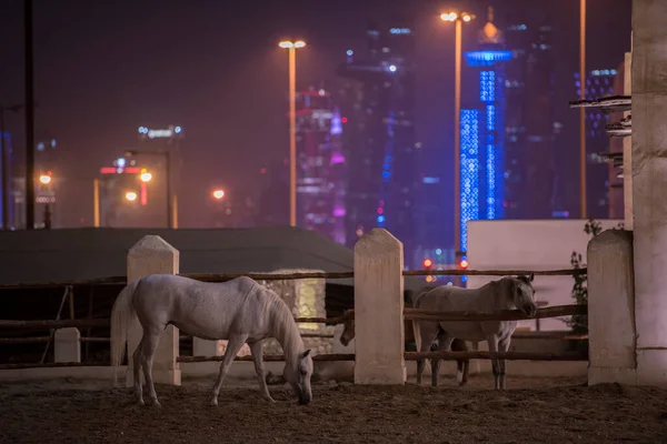 Доха Катар 2022 Мая Вид Арабскую Лошадь Старом Рынке Базар — стоковое фото