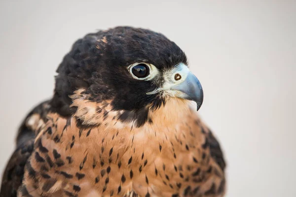 Doha Qatar May 2022 Arabian Falcons Used Hunting Also Pet — Stock Fotó