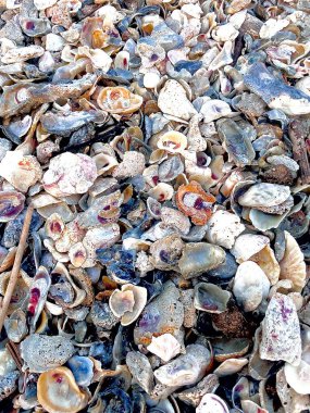 Deniz kabuğu sahili matagorda körfezi Teksas