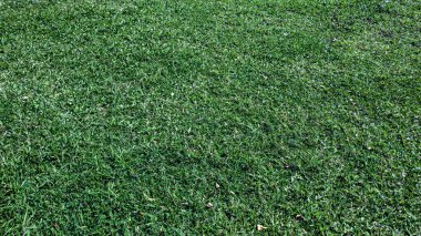 Yeşil yaprak arkaplanının üst görünümü. Yeşil yapraklı arka plan. Yeşil yapay çimen dokusu ve arka plan. Yeşil zemin ve duvar kağıdı. Metnin için boşluk kopyala.