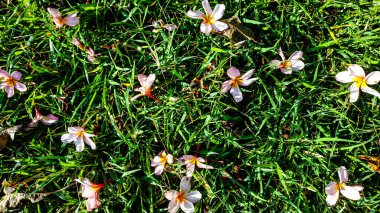 Ağaçtan düşen çimlerin arasında Frangipani çiçekleri. Çimenlikteki Pembe Frangipani Çiçekleri. Yaz Arkaplanı Konsepti. Endonezya 'da Kamboja derler. Güzel pembe tesisat çiçekleri.