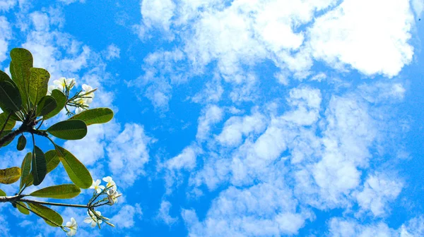 Creative Landscape Layout Empty Space Made Frangipani Flowers Green Leaves — Stock Photo, Image