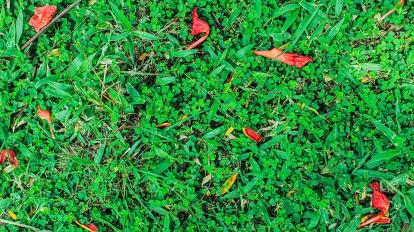 Вид Сверху Зеленый Фон Листьев Несколькими Красными Цветами Которые Падают — стоковое фото