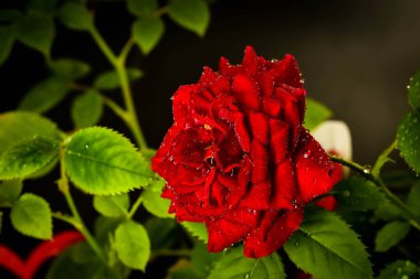 Koyu arkaplanda kırmızı gül