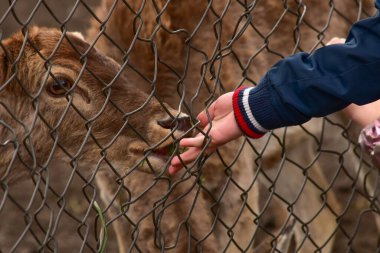 Delikanlı Jake çitin içinden geyik yumurtluyor.