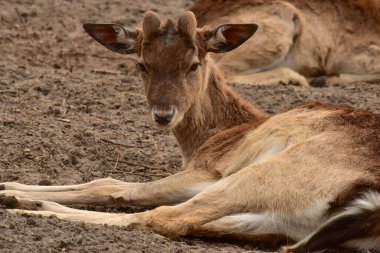 Tarım çiftliğinde dinlenen genç bir geyik yumurtası