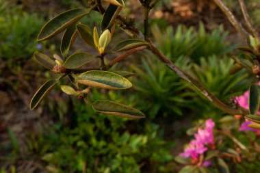 Bahçe çiçek yatakta