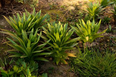 Bahçe çiçek yatakta