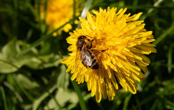 Uma Abelha Polinizar Uma Flor — Fotografia de Stock