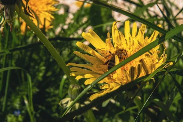 蜂が花から蜜を集めて — ストック写真